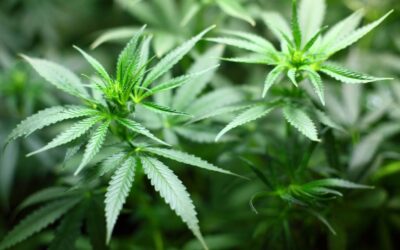 H.R.3105 – Common Sense Act: A Step Towards Rational Cannabis Policies
