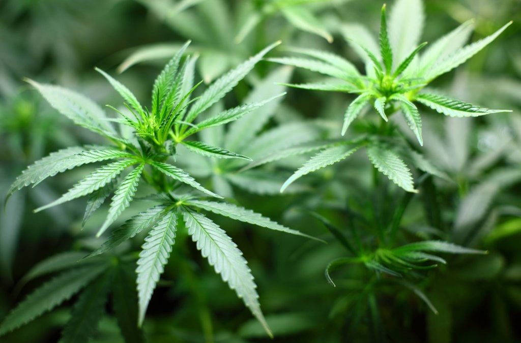 H.R.3105 – Common Sense Act: A Step Towards Rational Cannabis Policies